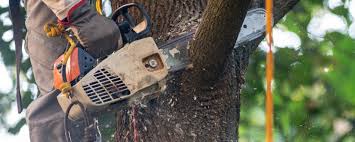 Best Tree Mulching  in Kaibito, AZ