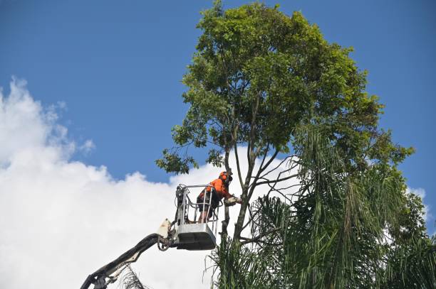 Best Emergency Tree Removal  in Kaibito, AZ