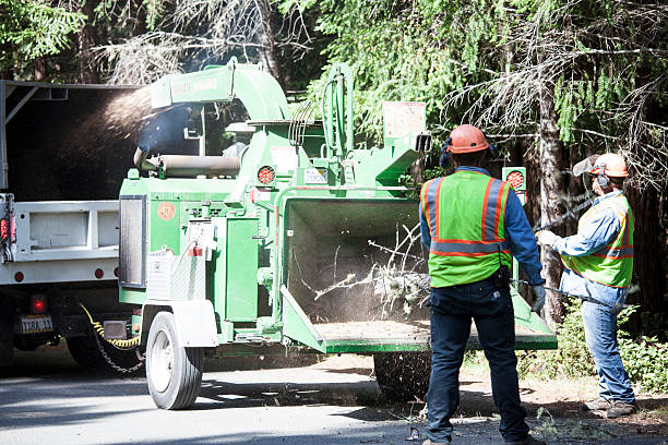 How Our Tree Care Process Works  in  Kaibito, AZ