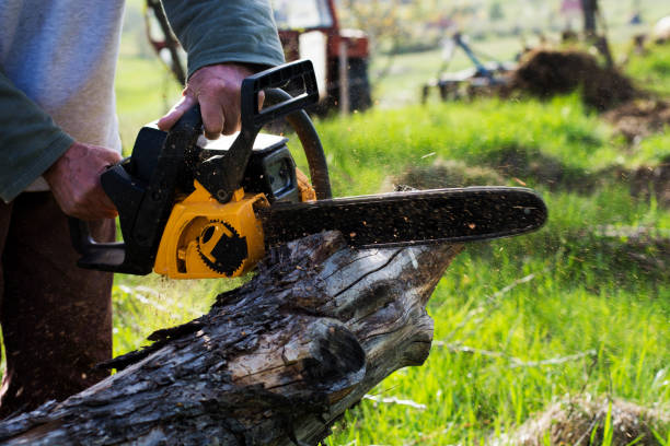 Best Tree Risk Assessment  in Kaibito, AZ