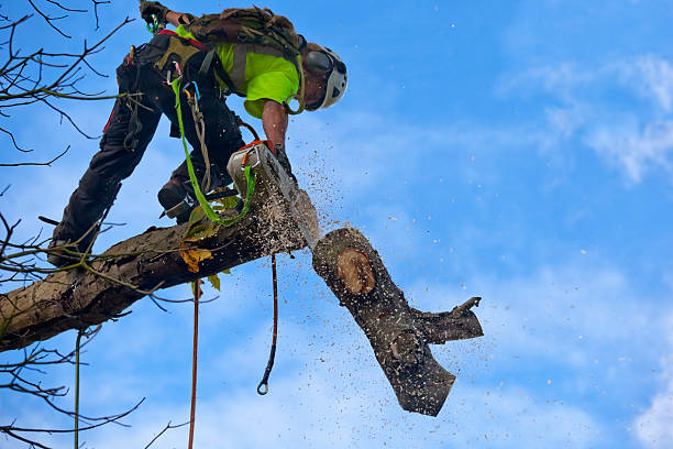 Kaibito, AZ Tree Care Company